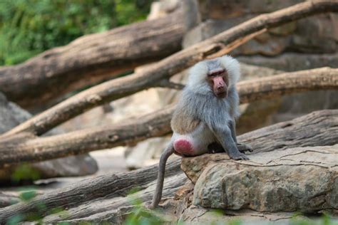 Le singe cul rouge : découvrez cette espèce méconnue